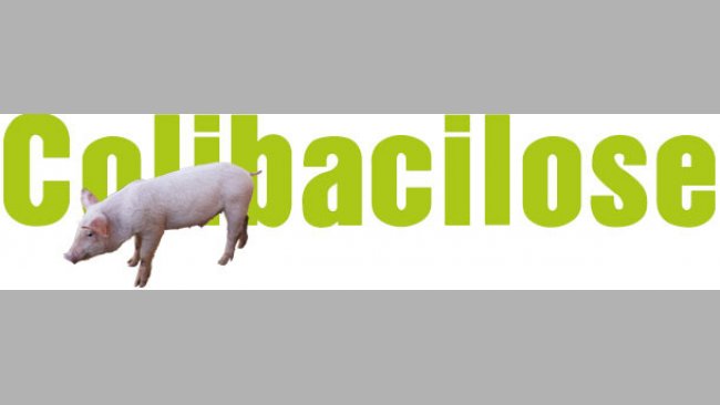 Colibacilosis