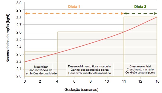 Prioridades na alimentação da porca gestante