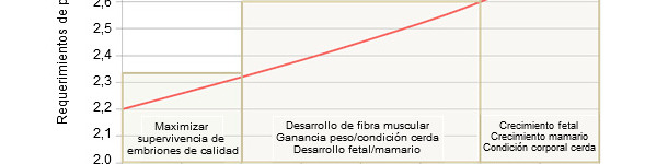 Prioridades na alimentação da porca gestante