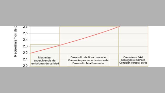Prioridades na alimentação da porca gestante
