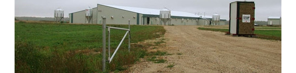 PRRS virus elimination