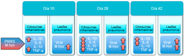 Niveles de citoquinas proinflamatorias y lesiones pulmonares en cerdos infectados con M hyo y PRRSv