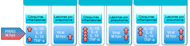 Niveles de citoquinas proinflamatorias y lesiones pulmonares en cerdos infectados con M hyo y PRRSv