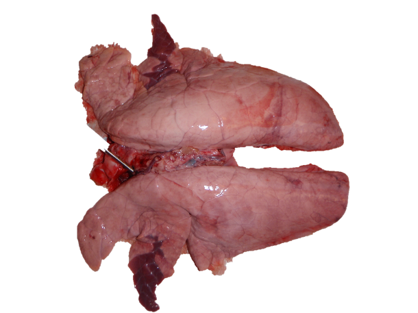 Pulmón infectado experimentalmente con Mycoplasma hyopneumoniae.