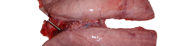 Pulmón infectado experimentalmente con Mycoplasma hyopneumoniae.