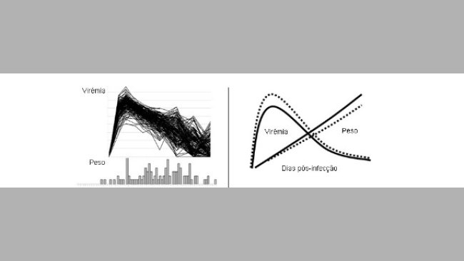 Viremia de PRRSV (figura superior) y distribución de la GMD (inferior) en 200 cerdos infectados experimentalmente con PRRSV.