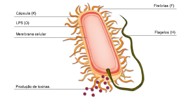 Representação esquemática de uma bactéria E. coli mostrando os factores de virulência e antígenes de superfície utilizados para a classificação bacteriana por virótipo e serotipo