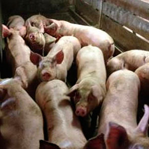 Cerdos en la granja