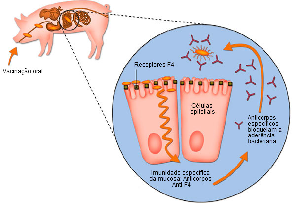 La administración en el agua de bebida de una cepa de E. coli positiva a F4 viva no toxigénica produce una estimulación de la producción de anticuerpos F4 específicos de la mucosa local que bloquea la adherencia bacteriana a las células epiteliales de la mucosa intestinal.