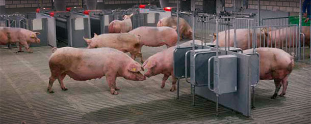 Com o objetivo de formular com precisão as rações para porcos, desenvolveram-se sistemas de alimentação que prevêem a quantidade de energia fornecida pela ração