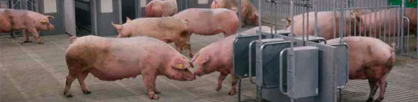 Com o objetivo de formular com precisão as rações para porcos, desenvolveram-se sistemas de alimentação que prevêem a quantidade de energia fornecida pela ração