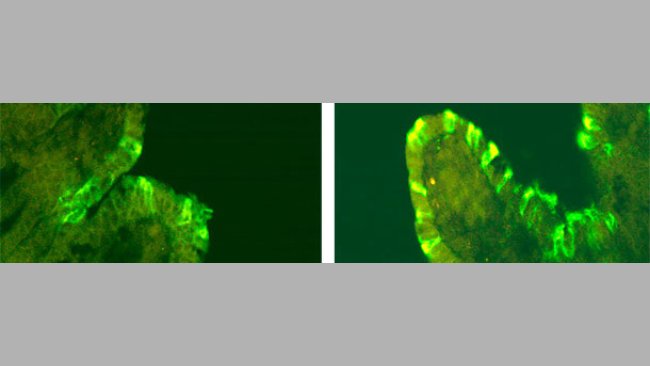 Inmunofluorescencia de DEPv en cerdos inoculados con CV777