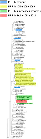 Dendograma del virus PRRS en Chile en 2013