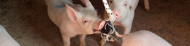 Recogida en la cuarentena el día después de su llegada