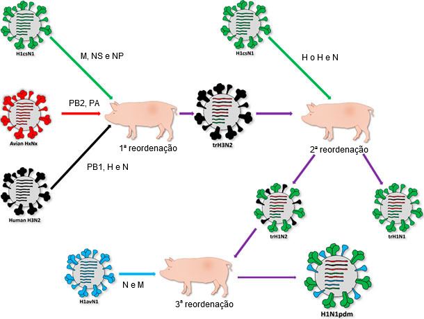 Origen de la cepa causante de la pandemia de 2009 H1N1pdm