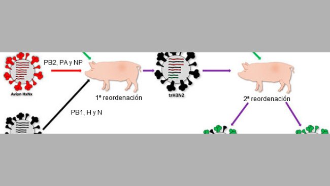 Origen de la cepa causante de la pandemia de 2009 H1N1pdm