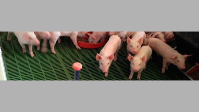 Gran oferta de pienso y agua.