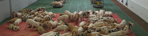 Granjas de alta productividad y sanidad