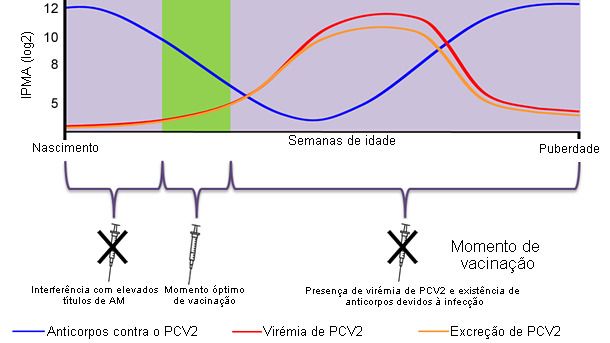Optimal time for piglet PCV2 vaccination