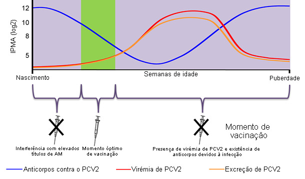 Optimal time for piglet PCV2 vaccination