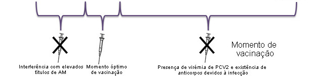 Optimal time for piglet PCV2 vaccination