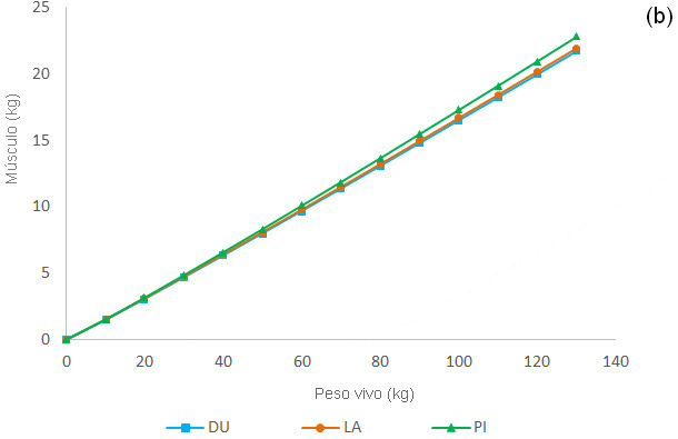 Crecimiento alométrico del tejido graso