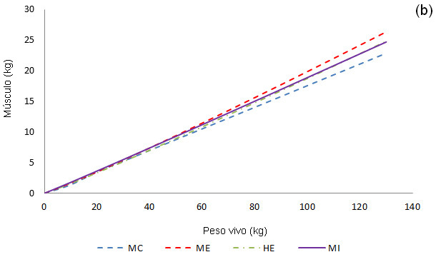 Crecimiento alométrico del tejido graso