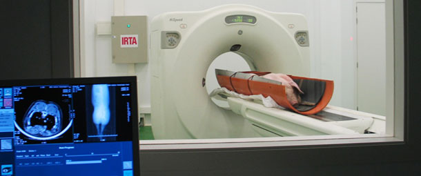 Evaluación de un cerdo vivo con un equipo de tomografía computarizada