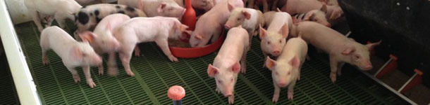 A quantidade extra de água estimula o consumo precoce de ração