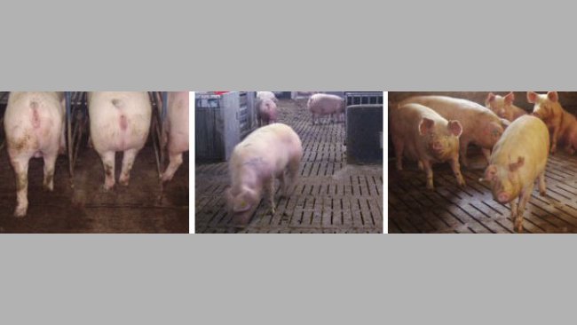 Diversos tipos de estabulação livre. Em todos os casos o aumento de lutas aumenta as claudicações.