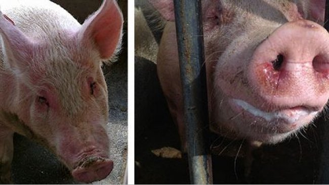 Cerdas enfermas con EM y depresión, anorexia, fiebre, dificultades respiratorias moderadas, descarga nasal y ocular con moco y sangre