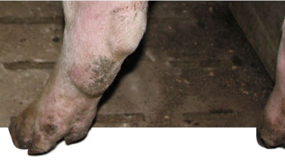 Miembro posterior de una nul&iacute;para