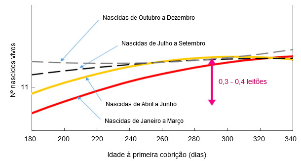 Relación entre el mes de nacimiento y la edad a la primera cubrición con los lechones nacidos vivos en el primer parto