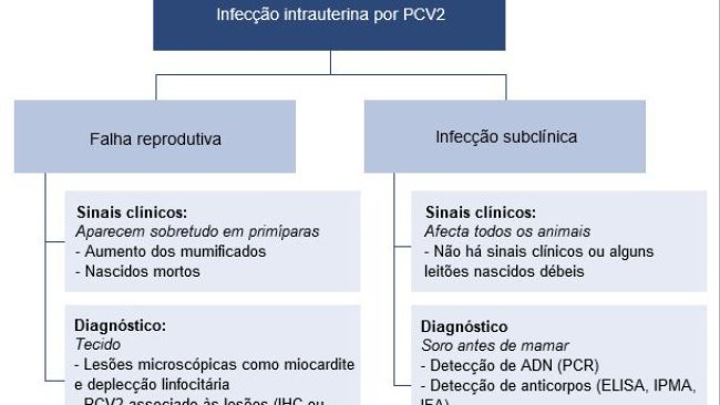 Efectos de la infección intrauterina por PCV2
