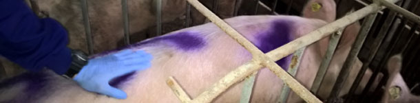 Optimización de la inseminación post-cervical en la especie porcina: puntos críticos