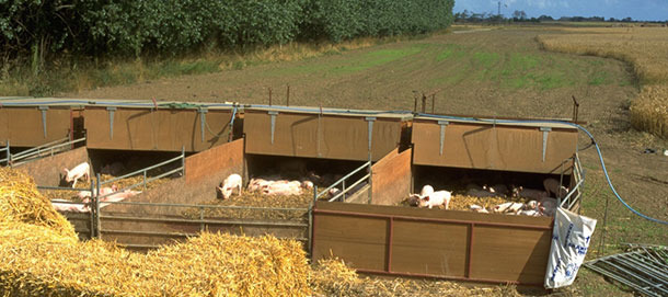 Nidos al aire libre donde se alojaban los cerdos desde el destete hasta las 9 semanas de vida