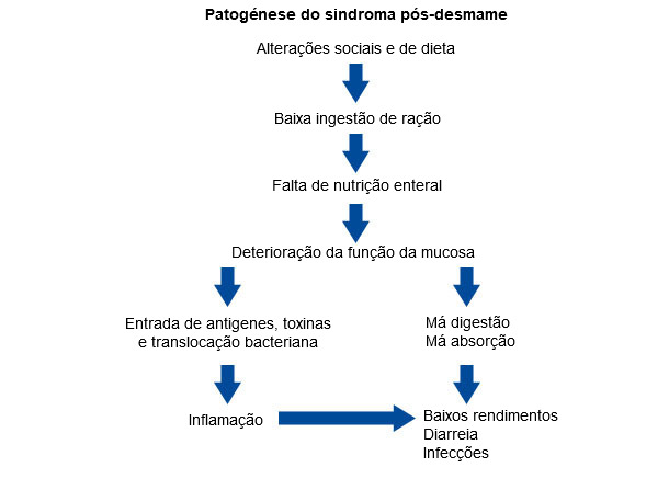 Esquema del efecto del destete sobre la función barrera de la mucosa, los rendimientos y la salud en lechones