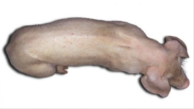 Cerdos de tres meses de vida con ES-PCV2. Nótese la columna vertebral marcada, indicativa de retraso en el crecimiento y la palidez