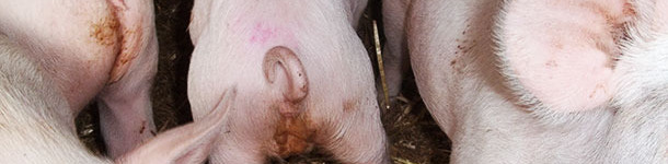 Diarreas causadas por Salmonella typhimurium en cerdos de 5 semanas
