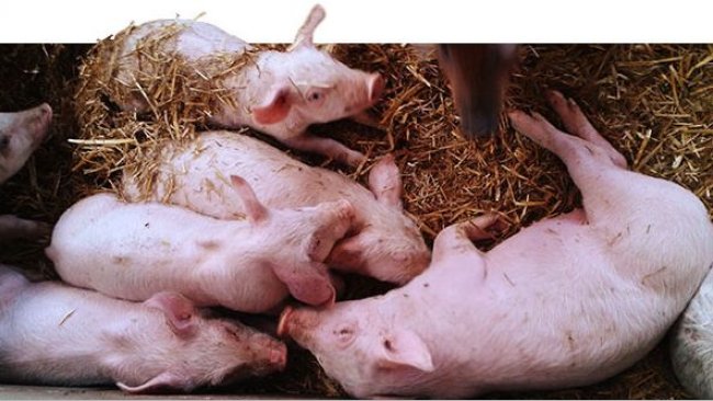 Lechones de 52 días. Desigualdad de pesos