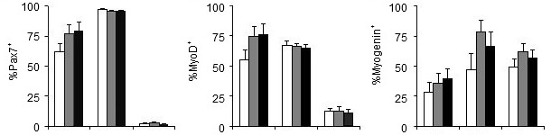 Efeito do fósforo da dieta sobre os genes que regulam a proliferação (Pax7) e a diferenciação (MyoD, Myogenin) das células satélite