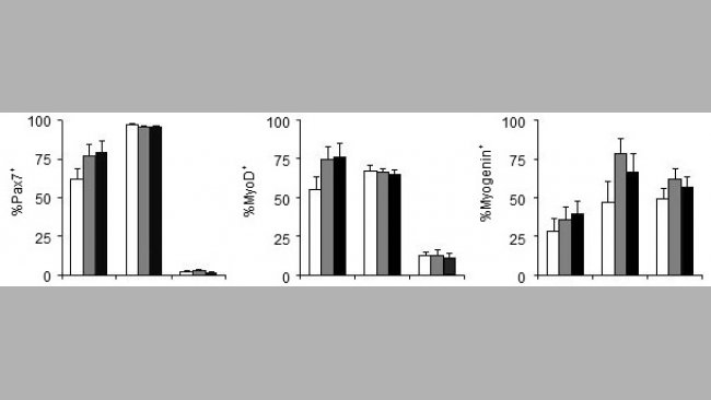 Efeito do fósforo da dieta sobre os genes que regulam a proliferação (Pax7) e a diferenciação (MyoD, Myogenin) das células satélite