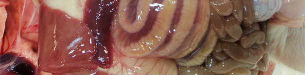 El edema de mesocolon es una lesión típica de los casos de ICD.