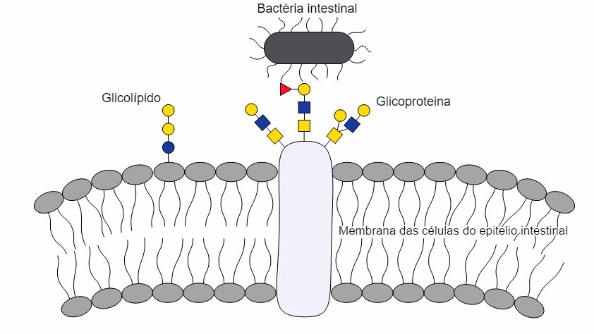 Bacterial-glycan interactions are important to bacterial colonization of the gut, as bacterial molecules adhere to specific glycans on host cells