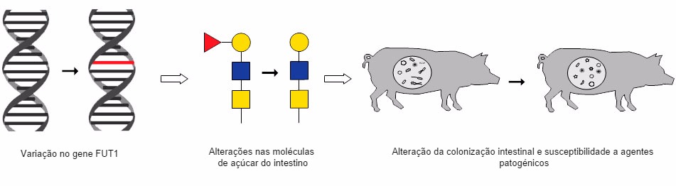 The chain of events that links a known variation in the FUT1 gene to changes in intestinal sugar molecules and in altered gut colonization and pathogen susceptibility.