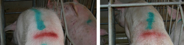 Porcas recém cobertas com perda excessiva de co 1