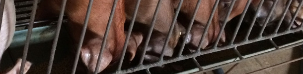 Maneio nutricional na transição