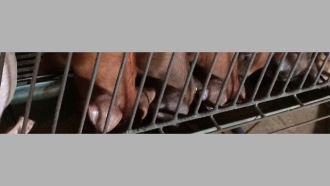 Maneio nutricional na transição