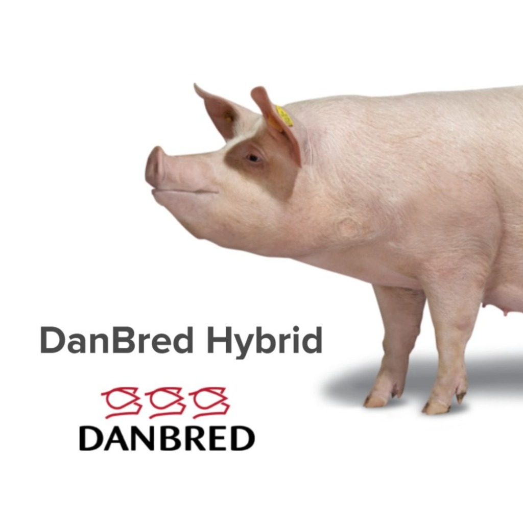 DanBred Hybrid