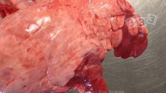 Semana de 09-Out-2019